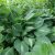 Хоста Стриптиз (Hosta Striptease) © blumgarden.ru
