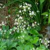 Камнеломка круглолистная (Saxifraga rotundifolia) © blumgarden.ru