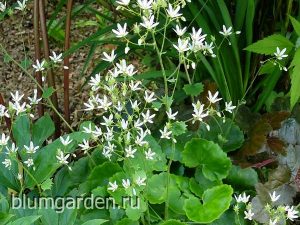 Камнеломка круглолистная (Saxifraga Rotundifolia) © Blumgarden.ru