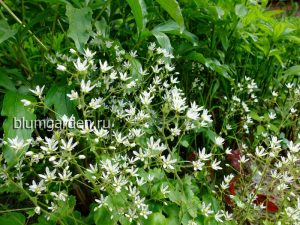 Камнеломка круглолистная (Saxifraga Rotundifolia)