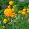 Купальница азиатская, жарки (Trollius asiaticus) © blumgarden.ru