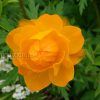 Купальница азиатская, жарки (Trollius asiaticus) © blumgarden.ru