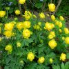 Купальница европейская в саду © blumgarden.ru
