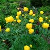 Купальница европейская тролллиус во время цветения © blumgarden.ru