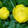 Купальница европейская цветы © blumgarden.ru