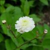 Лютик аконитолистный Pleniflorus (Ranunculus aconitifolius) © blumgarden.ru
