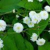 Белый цветник - Лютик аконитолистный Flore Pleno © blumgarden.ru