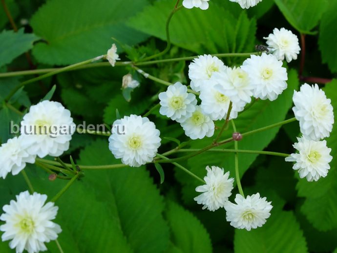 Белый цветник - Лютик аконитолистный Flore Pleno © blumgarden.ru