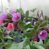 Медуница гибридная Мери Моттрем (Pulmonaria hybrid Mary Mottram) © blumgarden.ru