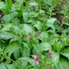 Медуница гибридная Мери Моттрем (Pulmonaria hybrid Mary Mottram) © blumgarden.ru