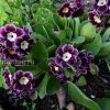 Примула ушковая (Primula auricula) © blumgarden.ru