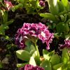 Примула ушковая (Primula auricula) © blumgarden.ru