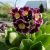 Примула ушковая (Primula auricula) © blumgarden.ru