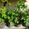 Саженцы белого лютика в горшках © blumgarden.ru