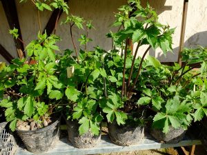 Саженцы белого лютика в горшках © Blumgarden.ru