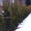 Туя западная Брабант (Thuja occidentalis Brabant) © blumgarden.ru
