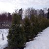 Туя западная Брабант (Thuja occidentalis Brabant) © blumgarden.ru
