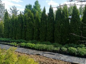 Туя западная «Смарагд» (Thuja Occidentalis Smaragd)