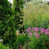 Туя Смарагд в ландшафтном саду © blumgarden.ru