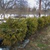 Туя западная Даника (Thuja occidentalis Danica) © blumgarden.ru