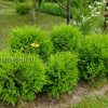 Туя западная Даника саженцы © blumgarden.ru