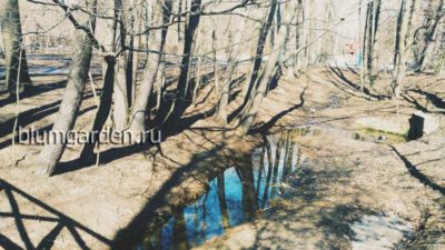 Весна в парке © blumgarden.ru