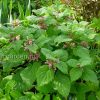 Яснотка крупноцветковая (Lamium orvala) © blumgarden.ru