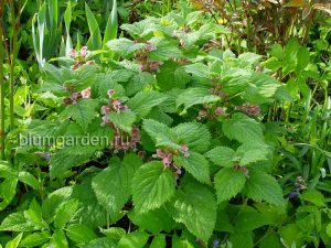 Яснотка крупноцветковая (Lamium Orvala) © Blumgarden.ru