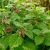 Яснотка крупноцветковая (Lamium orvala) © blumgarden.ru