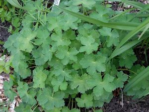 Декоративная листва герань Stephanie © Blumgarden.ru