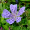 Герань гибридная Stephanie © blumgarden.ru