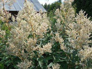 Горец изменчивый (Polygonum Polymorpha)