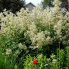 Горец изменчивый цветущий куст в саду © blumgarden.ru