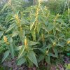 Горец изменчивый в июне с бутонами © blumgarden.ru