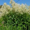 Горец изменчивый © blumgarden.ru