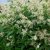 Горец изменчивый (Polygonum polymorpha) © blumgarden.ru