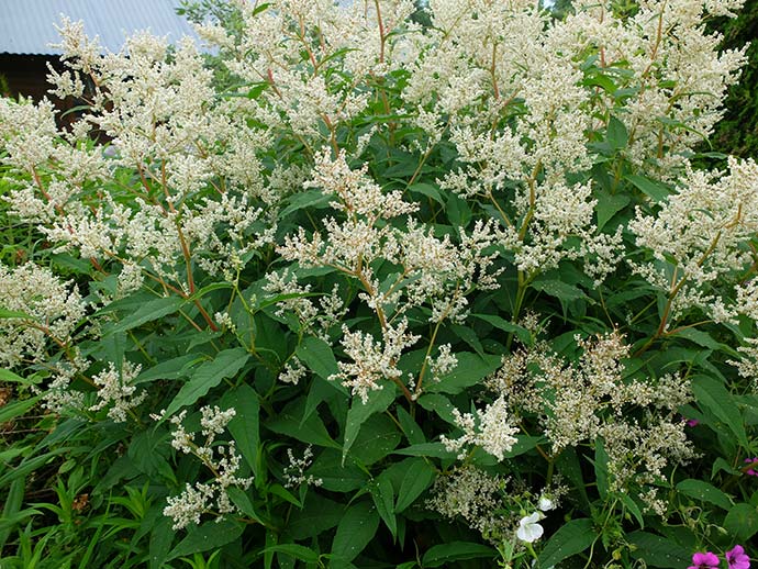 Горец изменчивый (Polygonum polymorpha)