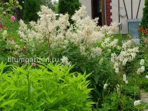 Горец изменчивый и кровохлебка ситхинская (Polygonum Polymorpha) © Blumgarden.ru