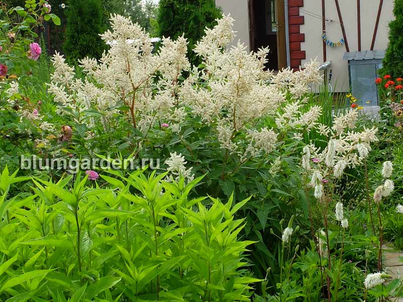 Горец изменчивый и кровохлебка ситхинская (Polygonum polymorpha) © blumgarden.ru