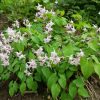 Цветущая горянка © blumgarden.ru