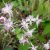 Горянка крупноцветковая (Epimedium grandiflorum Akebono) © blumgarden.ru