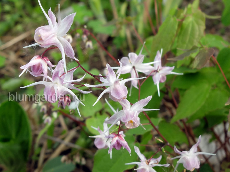Горянка крупноцветковая (Epimedium grandiflorum Akebono)