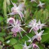 Горянка крупноцветковая (Epimedium grandiflorum Akebono) © blumgarden.ru