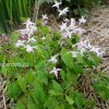 Горянка крупноцветковая (Epimedium grandiflorum Akebono) © blumgarden.ru