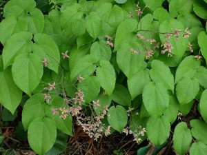 Горянка варлийская «Оранж Кенигин» (Epimedium Warleyense Orange Konigin)