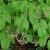 Горянка варлийская Оранж Кенигин (Epimedium warleyense Orange konigin) © blumgarden.ru