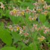 Горянка варлийская Оранж Кенигин (Epimedium warleyense Orange konigin) © blumgarden.ru