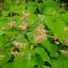 Горянка варлийская Оранж Кенигин (Epimedium warleyense Orange konigin) © blumgarden.ru