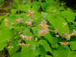 Горянка варлийская «Оранж Кенигин» (Epimedium Warleyense Orange Konigin)