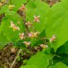 Горянка варлийская Оранж Кенигин (Epimedium warleyense Orange konigin) © blumgarden.ru